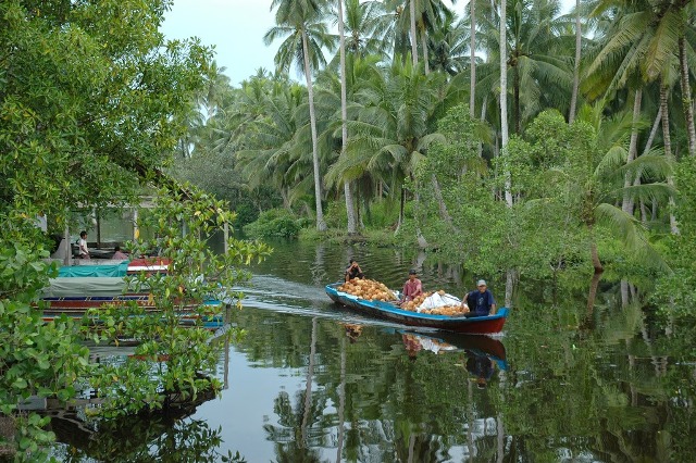 Dua Varietas Unggul Kelapa Resmi Diliris Balitbangtan
